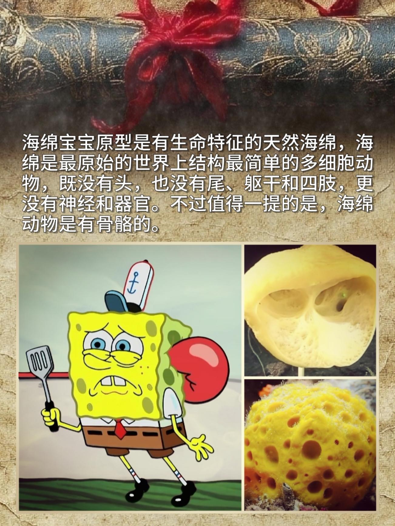 原来海绵宝宝的原型是有生命的天然海绵！  它是世界上最原始、结构最简单...
