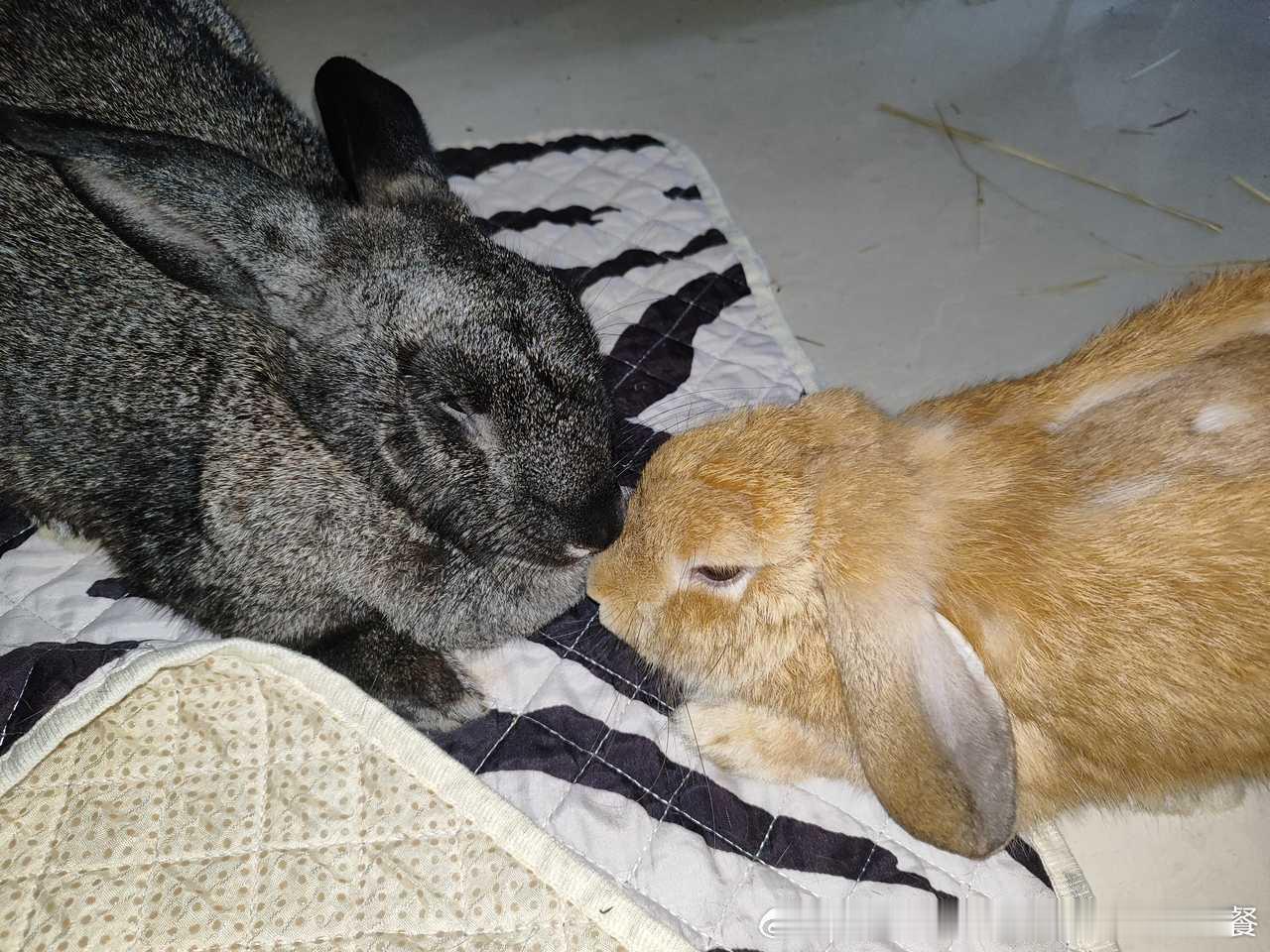 14569🐇【兔爱好者】其他人下班：吃喝玩乐带小孩我下班：兔兔兔兔摸兔兔 