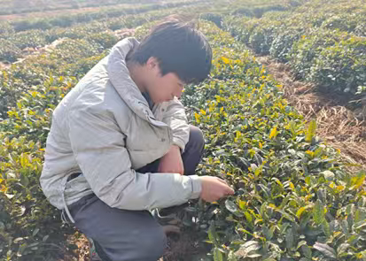 秦岭笑谈【寒茶寻味悟初心，产业探路知使命】青春三下乡社会实践曲阜师范大学大学生寒