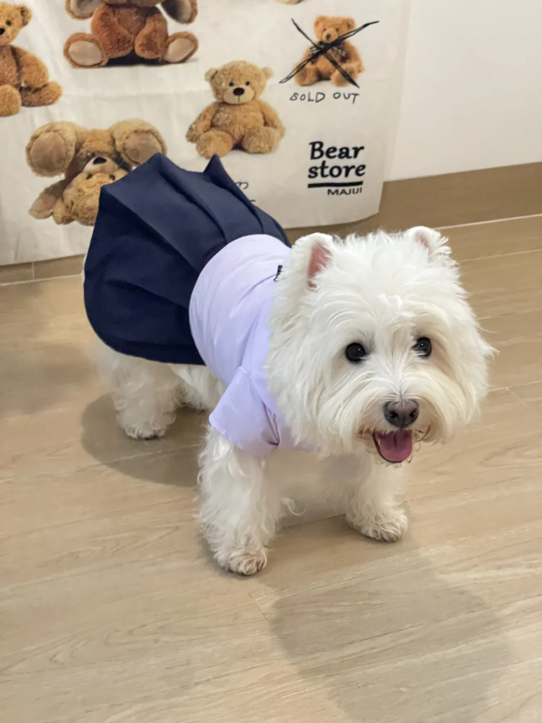 萨瓦迪卡～小狗也有泰国校服了咔～