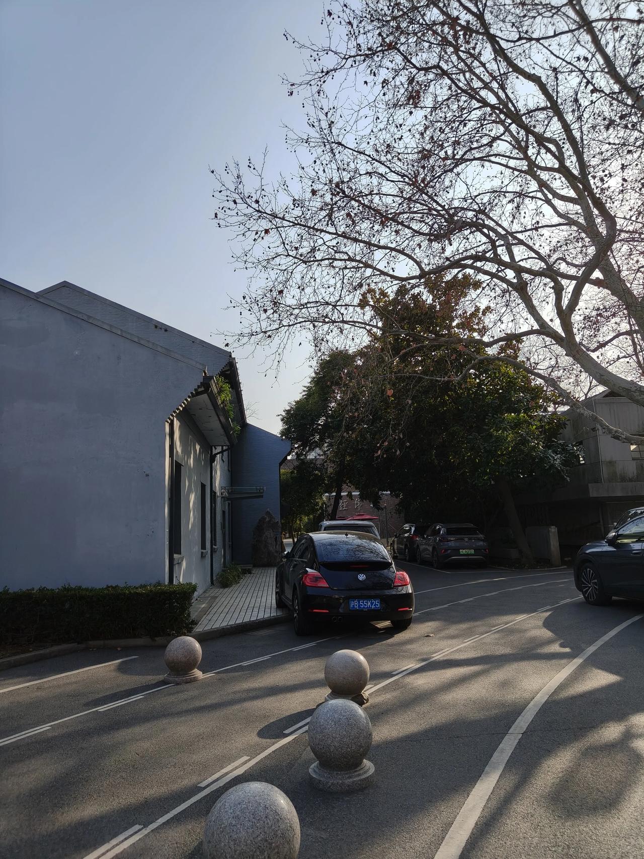 春日午后同济校园随手拍实景图分享！
樱花∠※树干还是光秃秃的…只有紫罗兰和二月兰