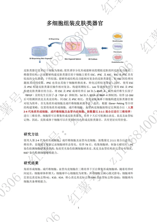 皮肤类器官手搓版-简单上手