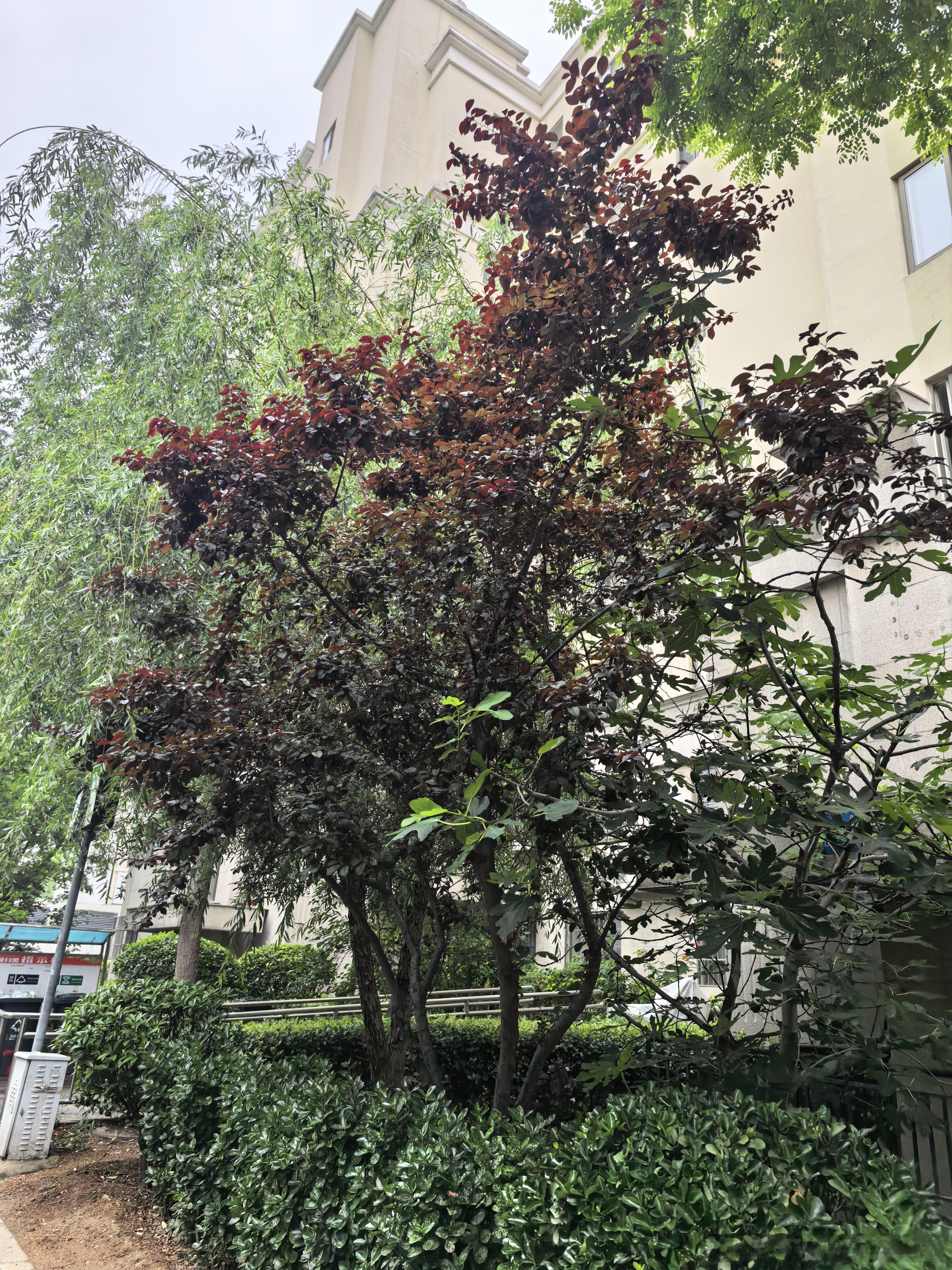 穿短袖冷死在青岛，穿长袖热死在深圳，太难了