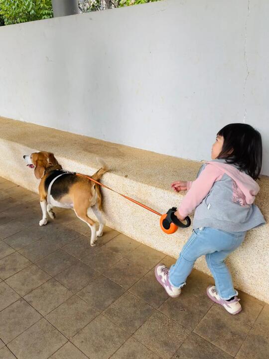 育儿狗带大的娃娃也会蹭墙了
