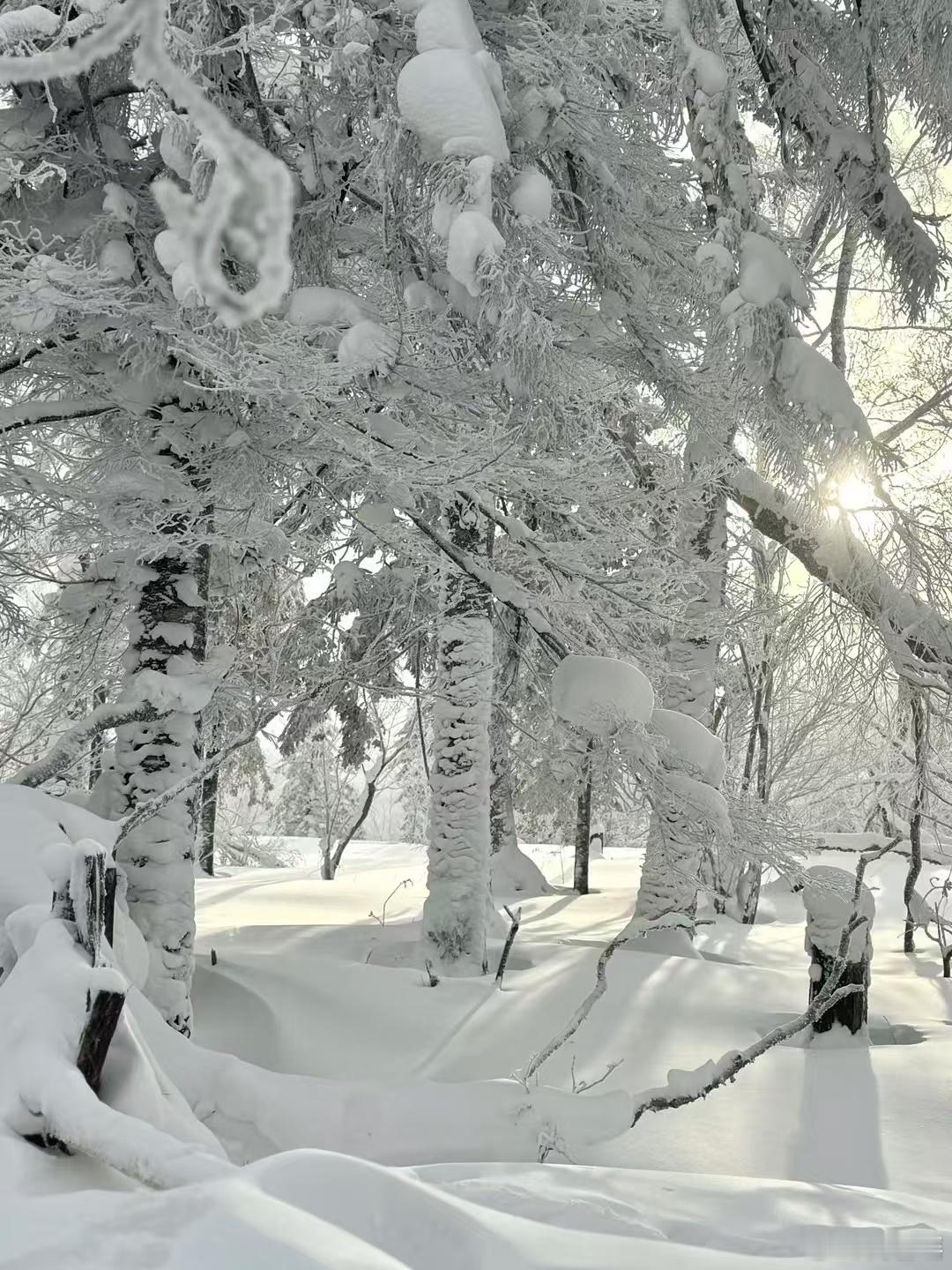 跨越2千公里，拥抱哈尔滨的第一场雪，实在太美了， 
