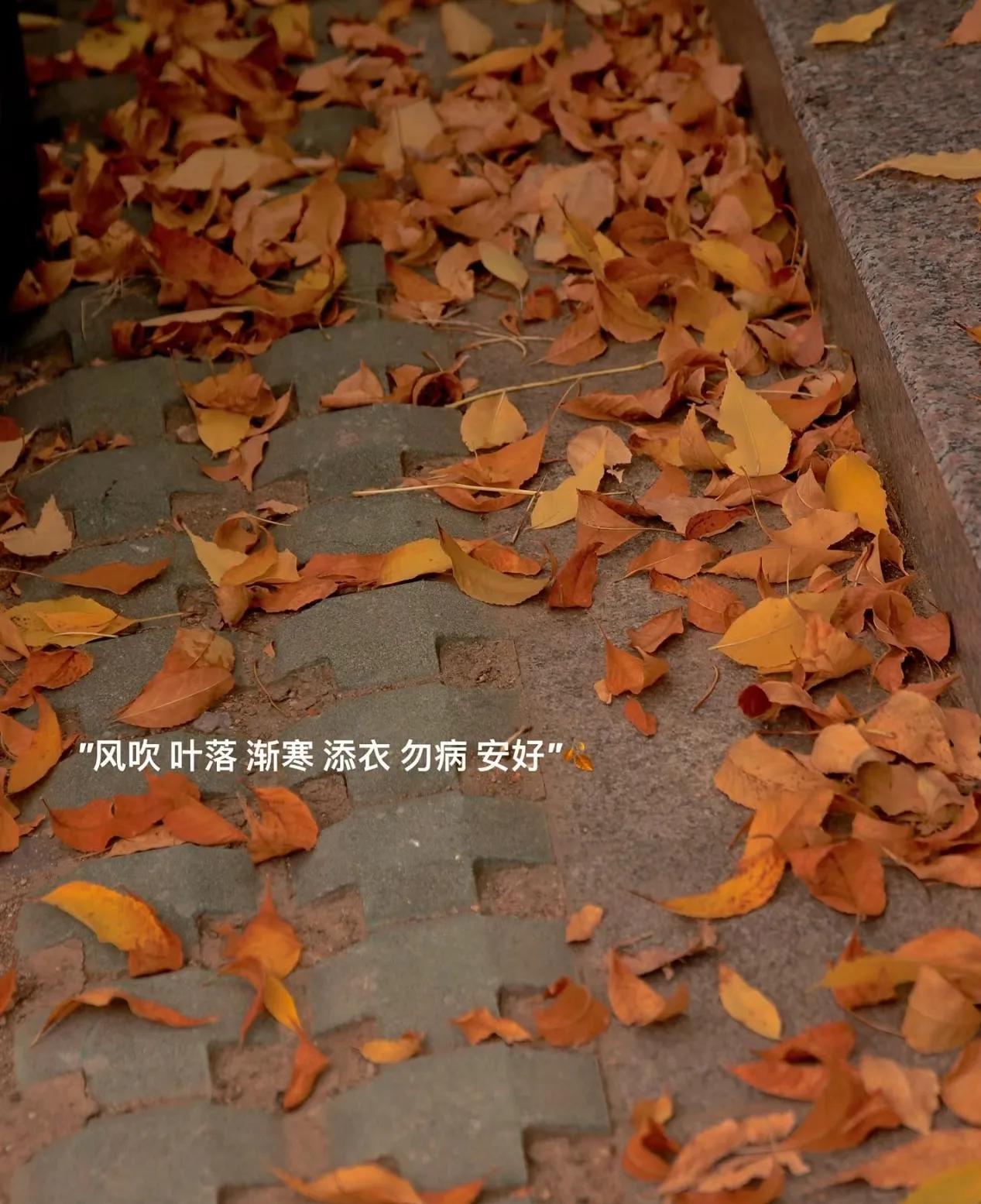 #秋日生活打卡季#
“ 岁寒,时深,添衣,勿病,安好”🍂