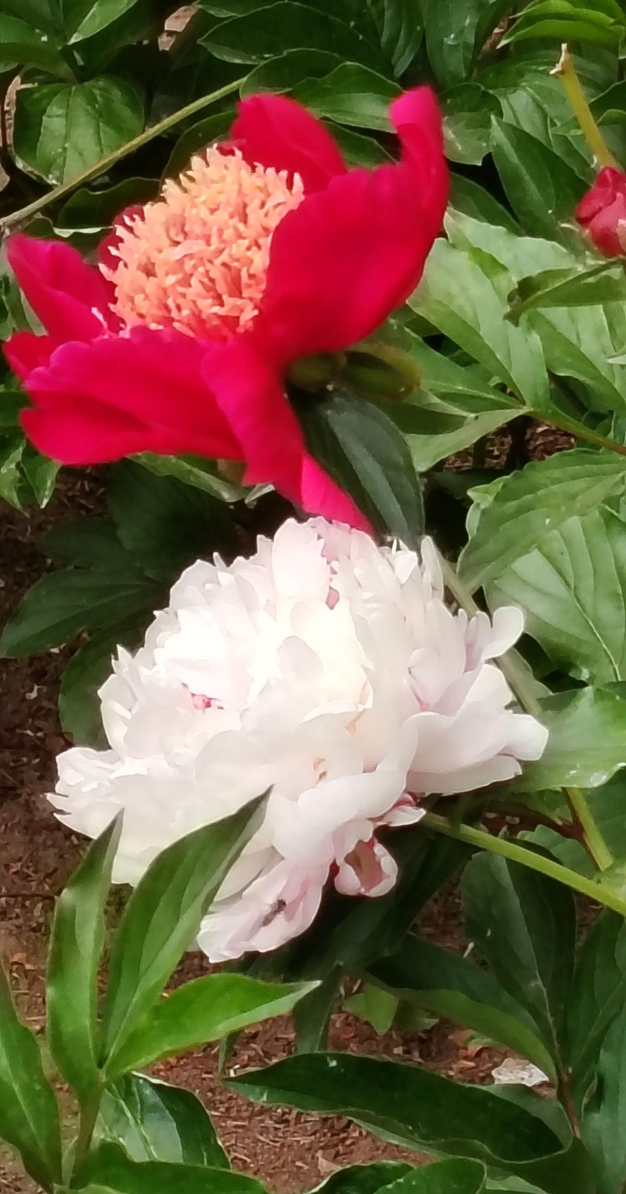 白色牡丹花海 红白牡丹花 牡仙花