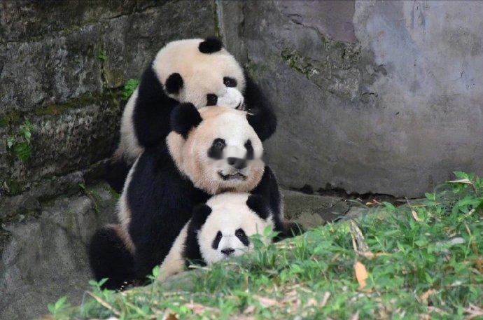 遇到叠叠熊猫请不要无视，你的运势三倍上升 ​​​