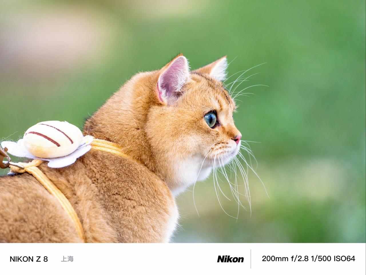 #我用摄影看世界 #治愈猫咪 #每一帧都是热爱