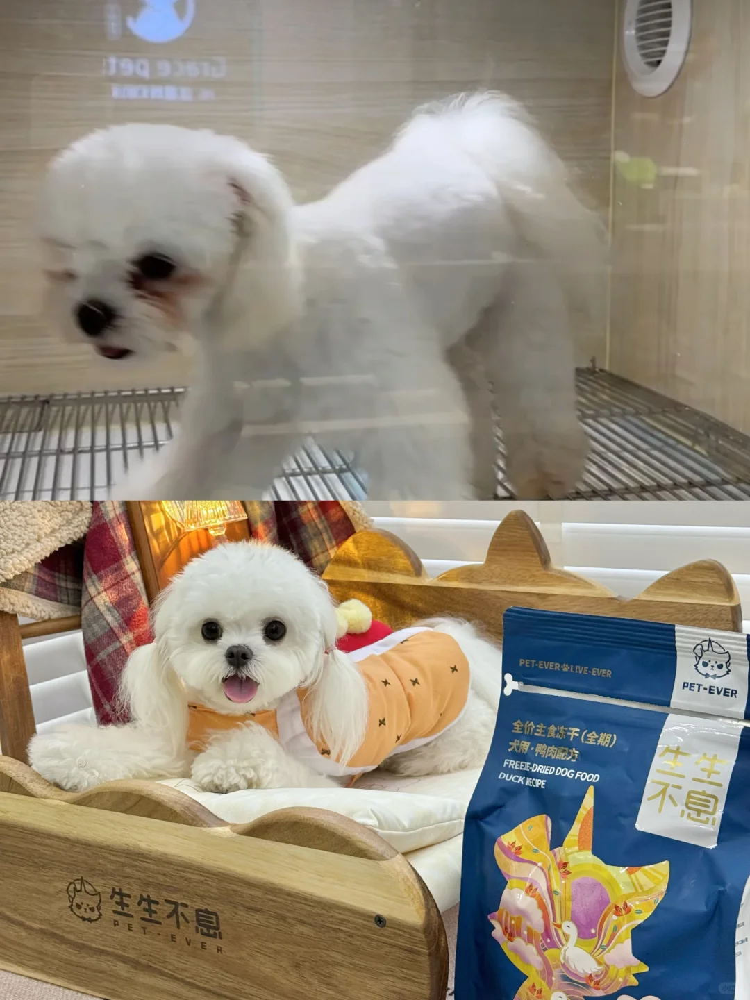 养狗经验分享｜皮实无泪痕小白狗养成记