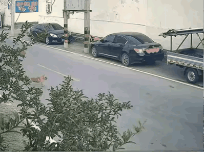 看了三遍
得出结论
狗全责