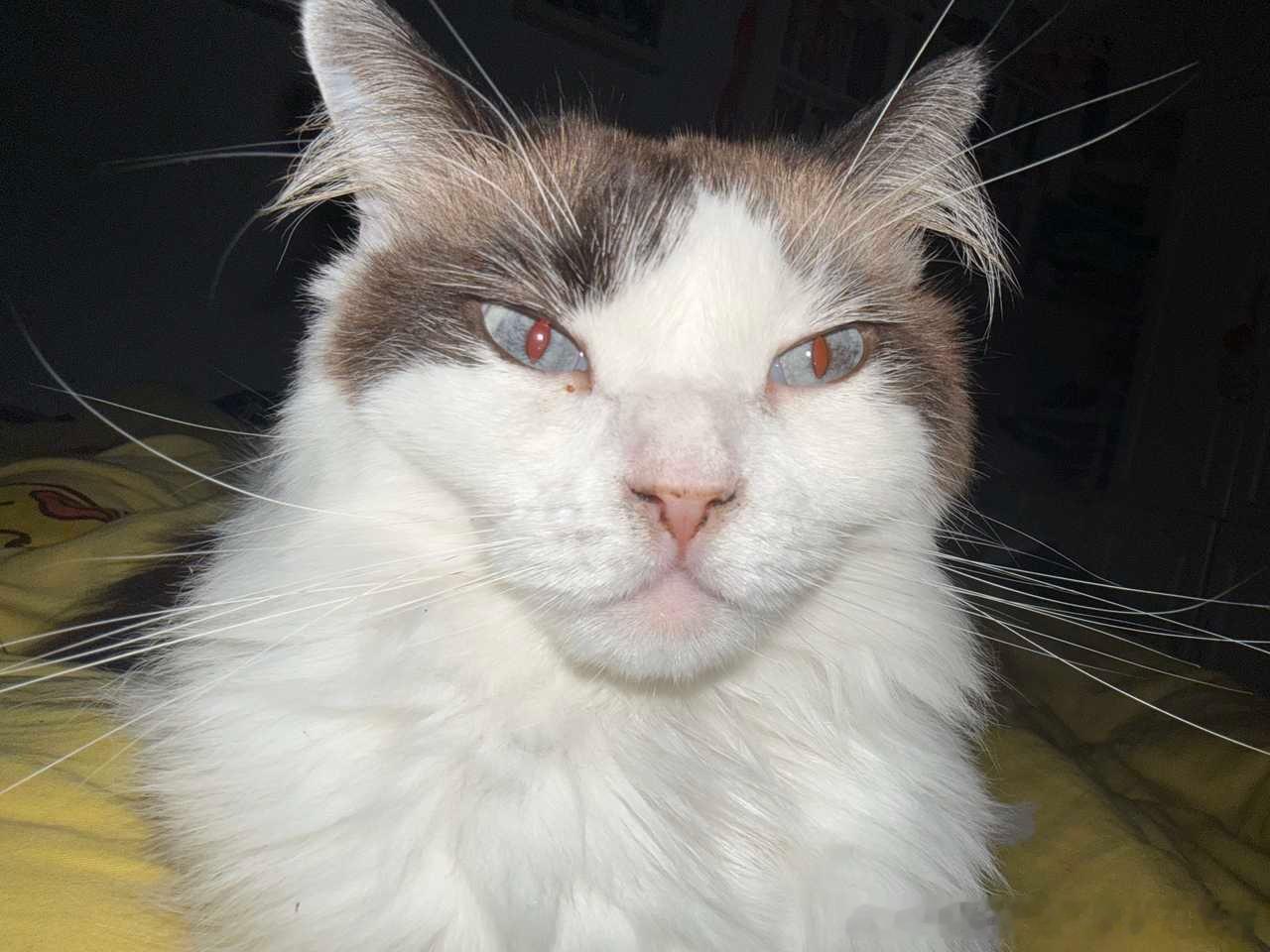 49808【丑猫】醒来发现… 