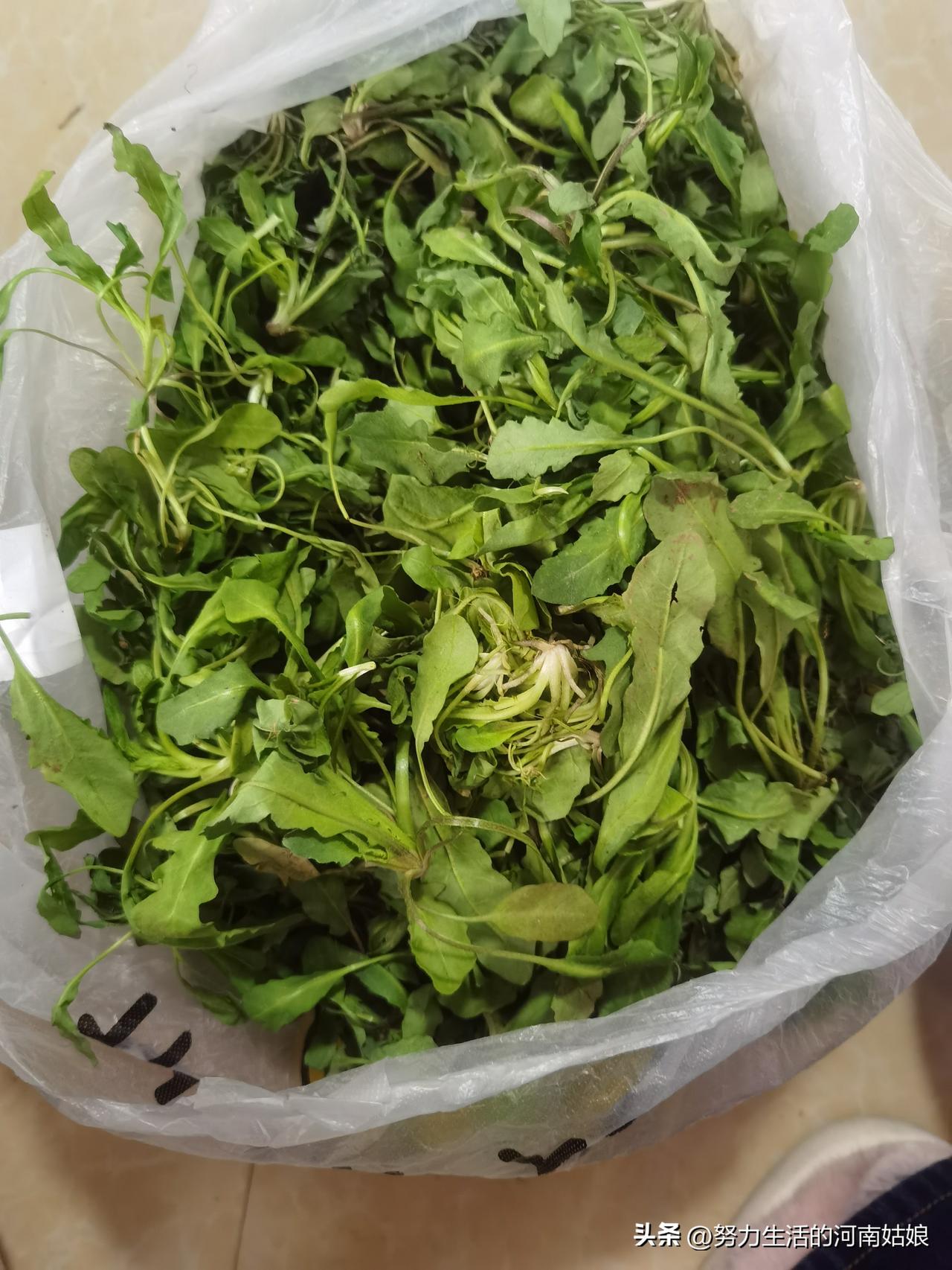 4块钱一斤买的荠菜，明天下班准备包饺子吃，你们喜欢荠菜鸡蛋，还是荠菜肉陷的饺子?