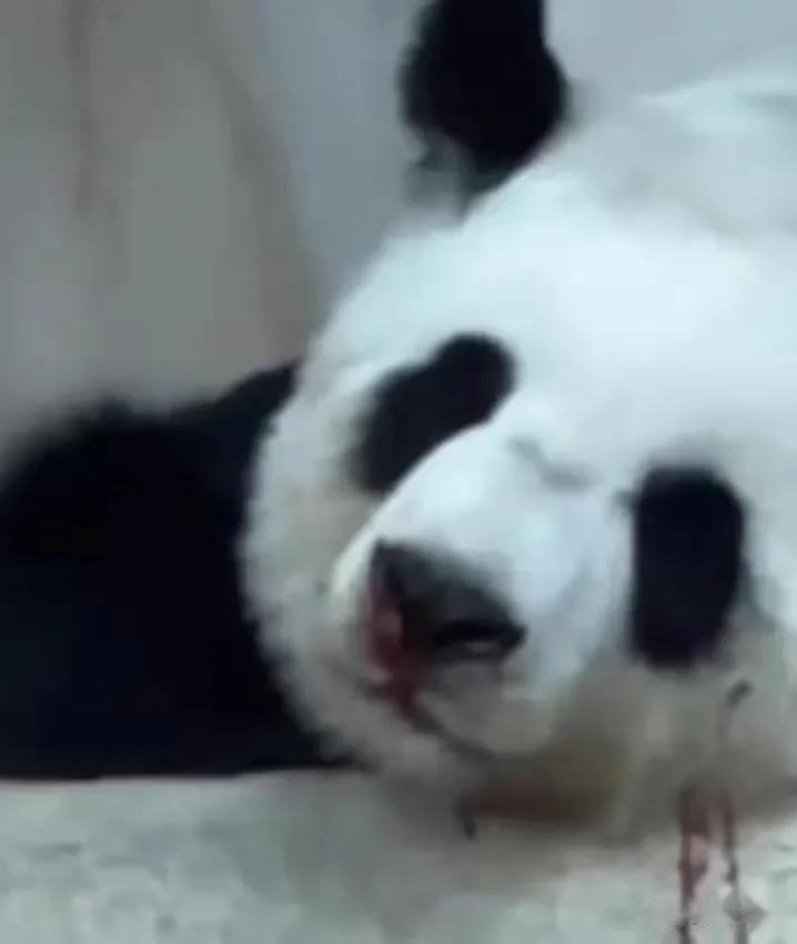 沙漠个人认为泰国熊猫林慧的死和美国有关，这是我个人的推测，谁愿意相信谁相信，就和