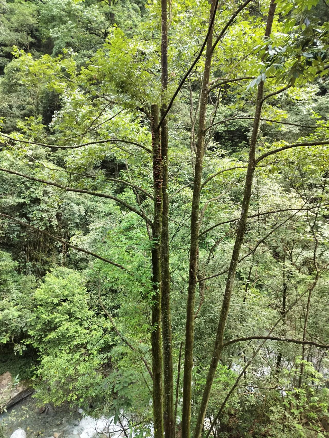 老家山上野木耳