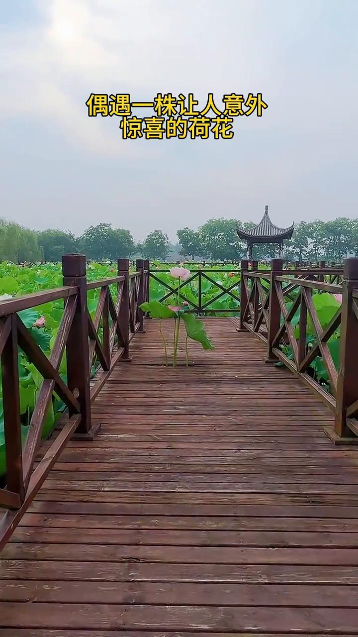 偶遇一株让人意外惊喜的荷花。