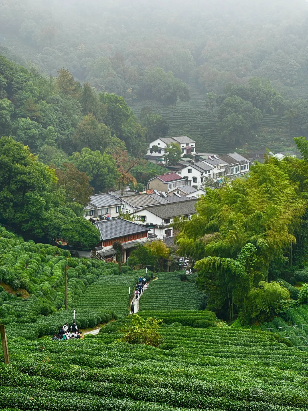 想交换一张你拍的龙井村🍃