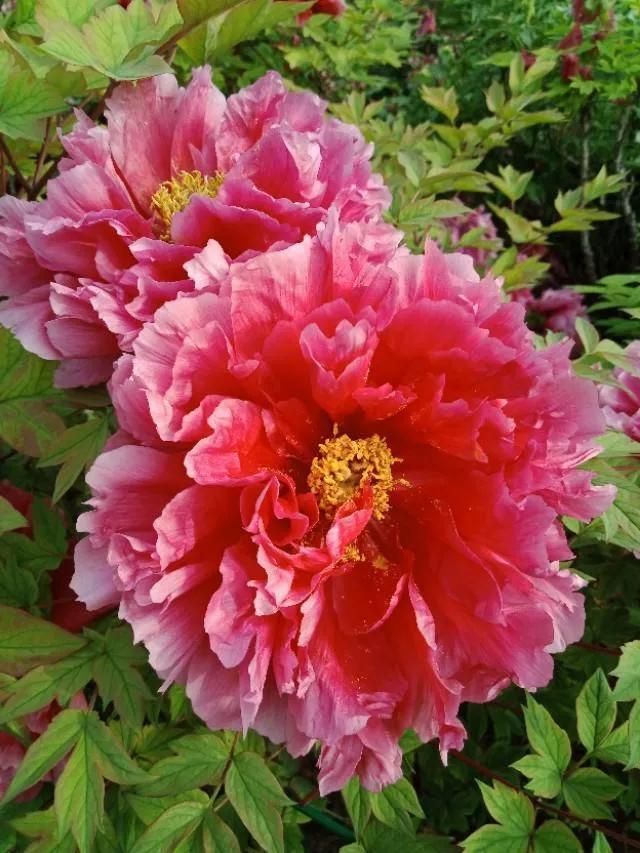 洛阳牡丹和菏泽牡丹没有什么好争的，
就如同城里人和农村人一样，

不在一个平行线