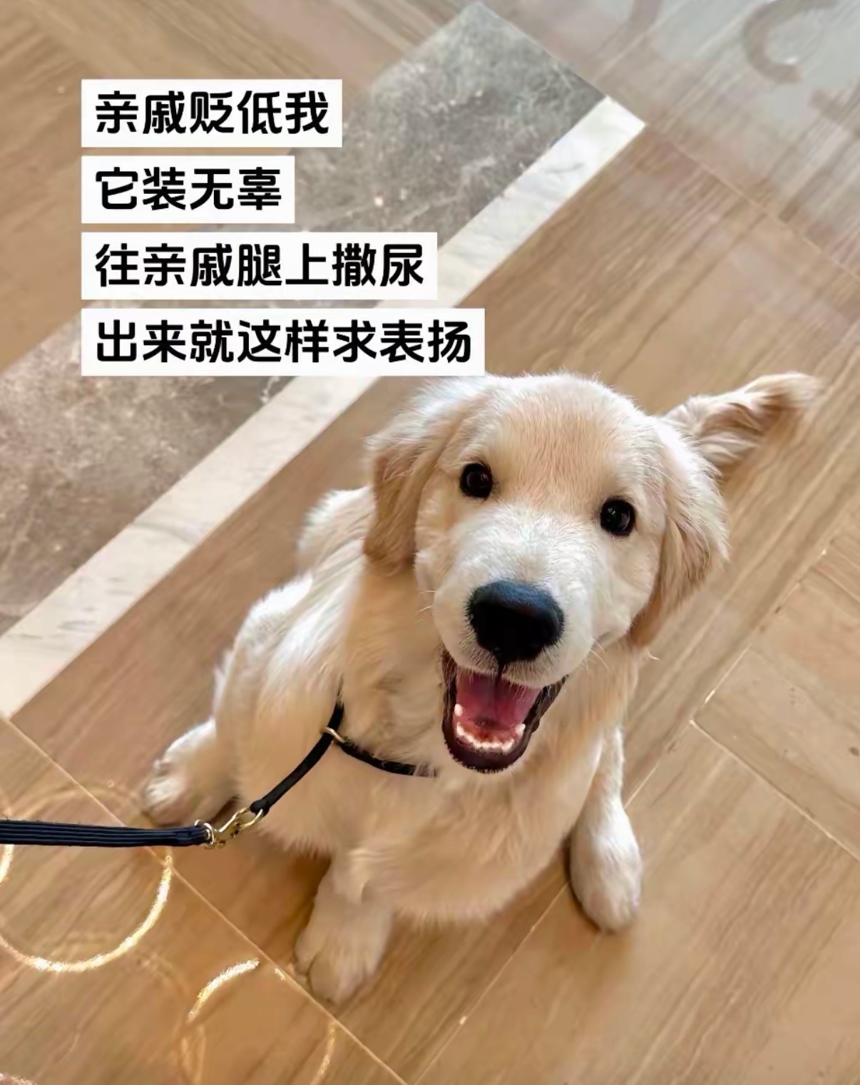 赏它一个大鸡腿，算我头上 
