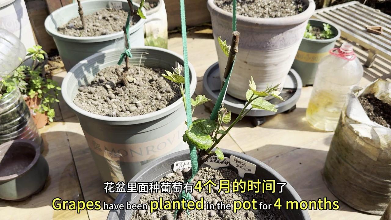 1️⃣🌿两种架子选择：①**直立生长**：用绳子或竹竿固定绕绳，枝条竖直向上；