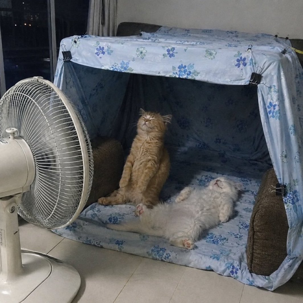 给老家的妈妈发消息问“猫咪还好吗？”，然后看到她发来的照片 