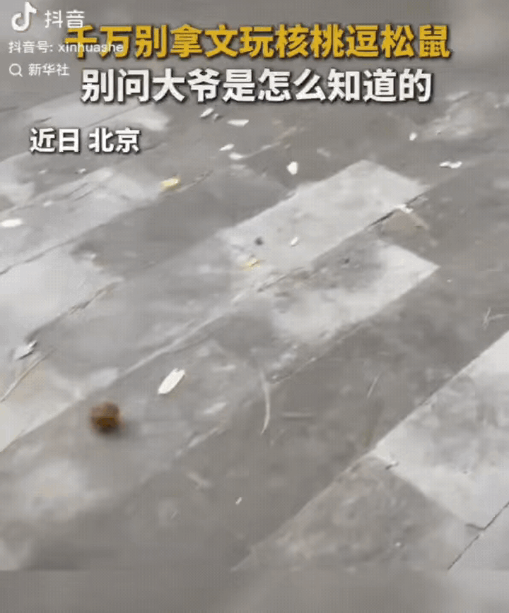 “这松鼠不讲武德！”北京，大爷在公园遛弯看到一只小松鼠，一时兴起拿出盘了多年的文