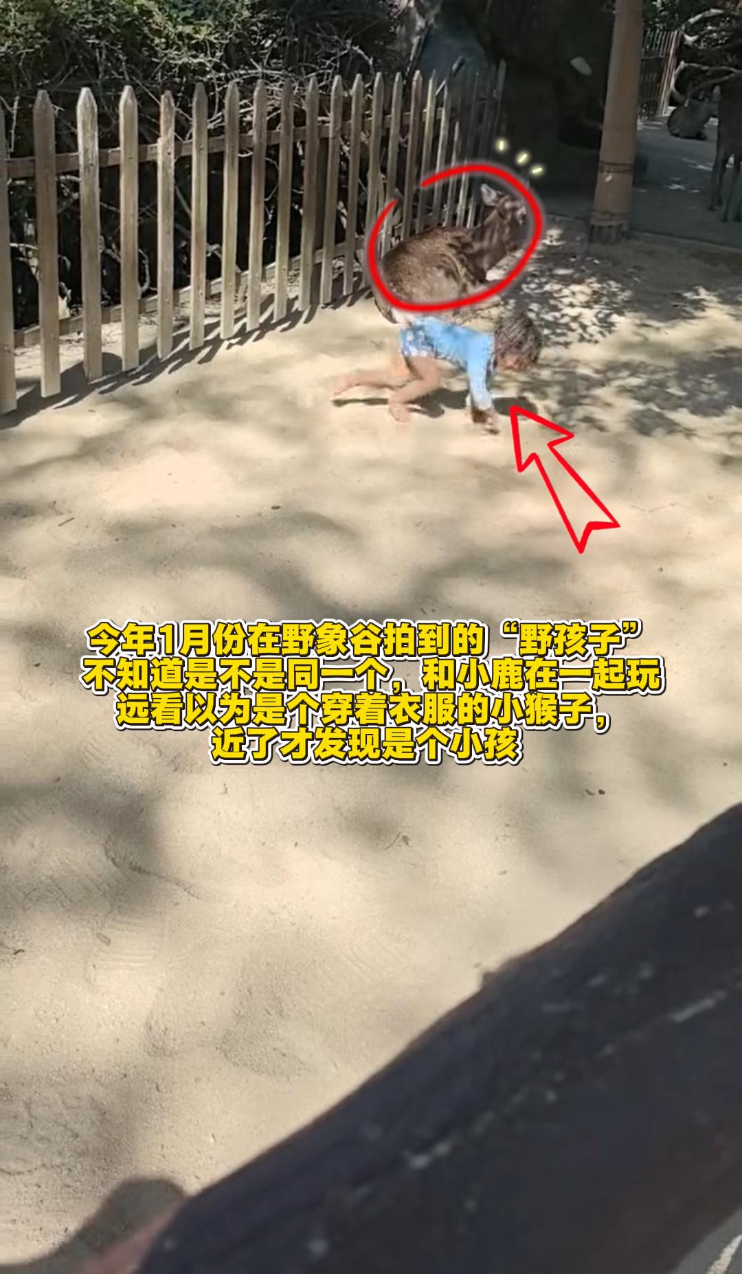 我的天！刷到那个“野孩子”的新闻，我一下就想到我朋友今年1月份在野象谷拍到的画面