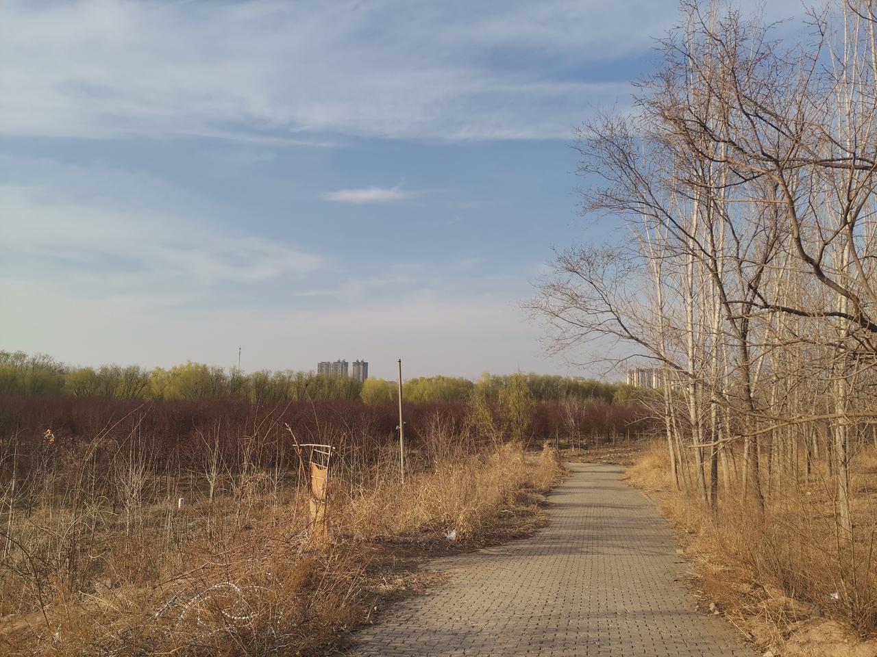 好家伙，昨天的减河两岸，到处都是人！
    春日的减河，青草茵茵，绿柳如烟，春