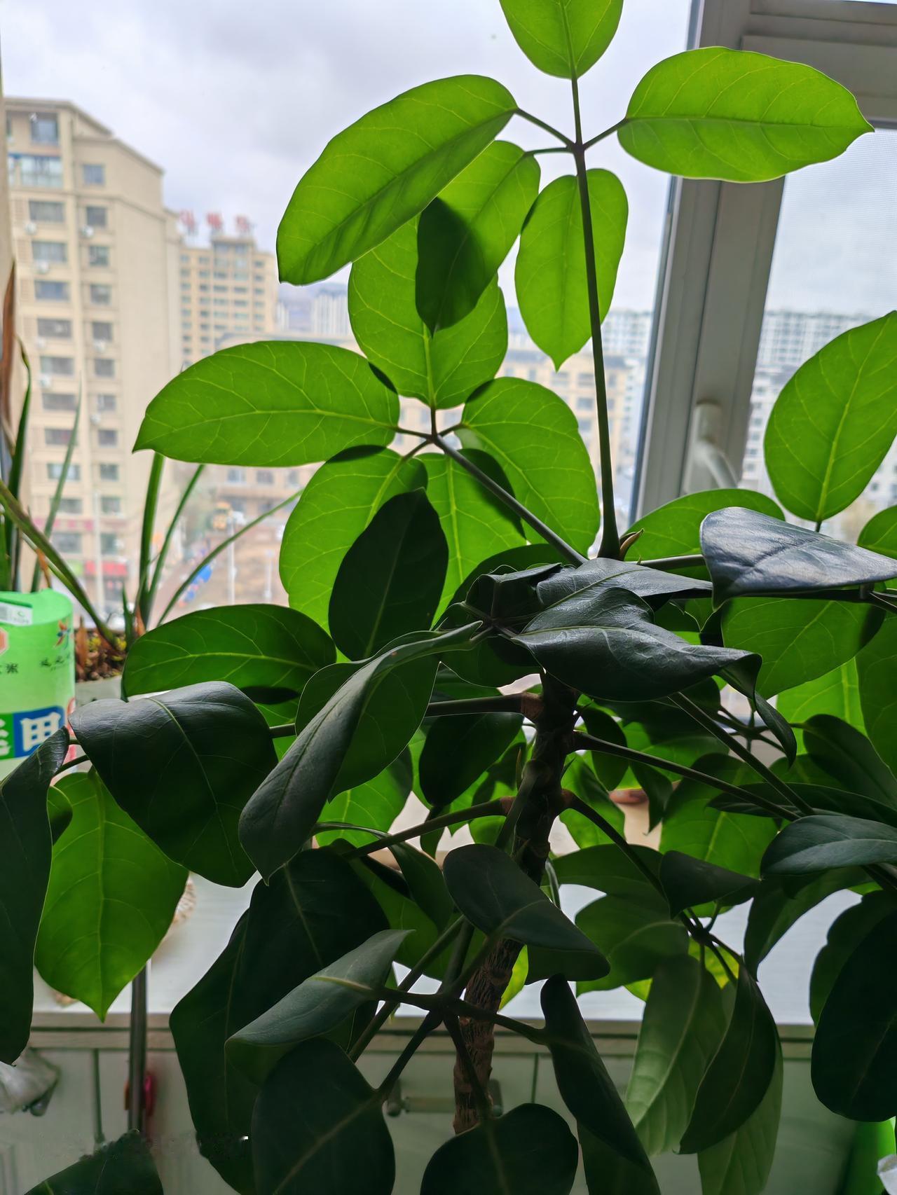 春天花会开，
快乐每一天。