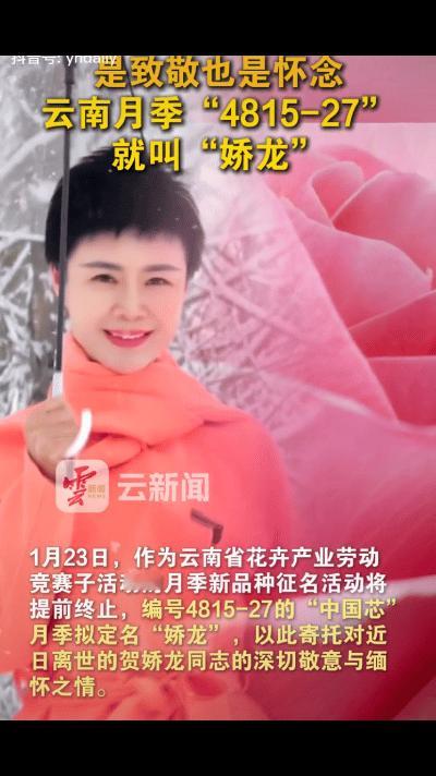 如愿了！它就叫“娇龙”。
云南为“4815 - 27”号月季，确定拟命名为“娇龙