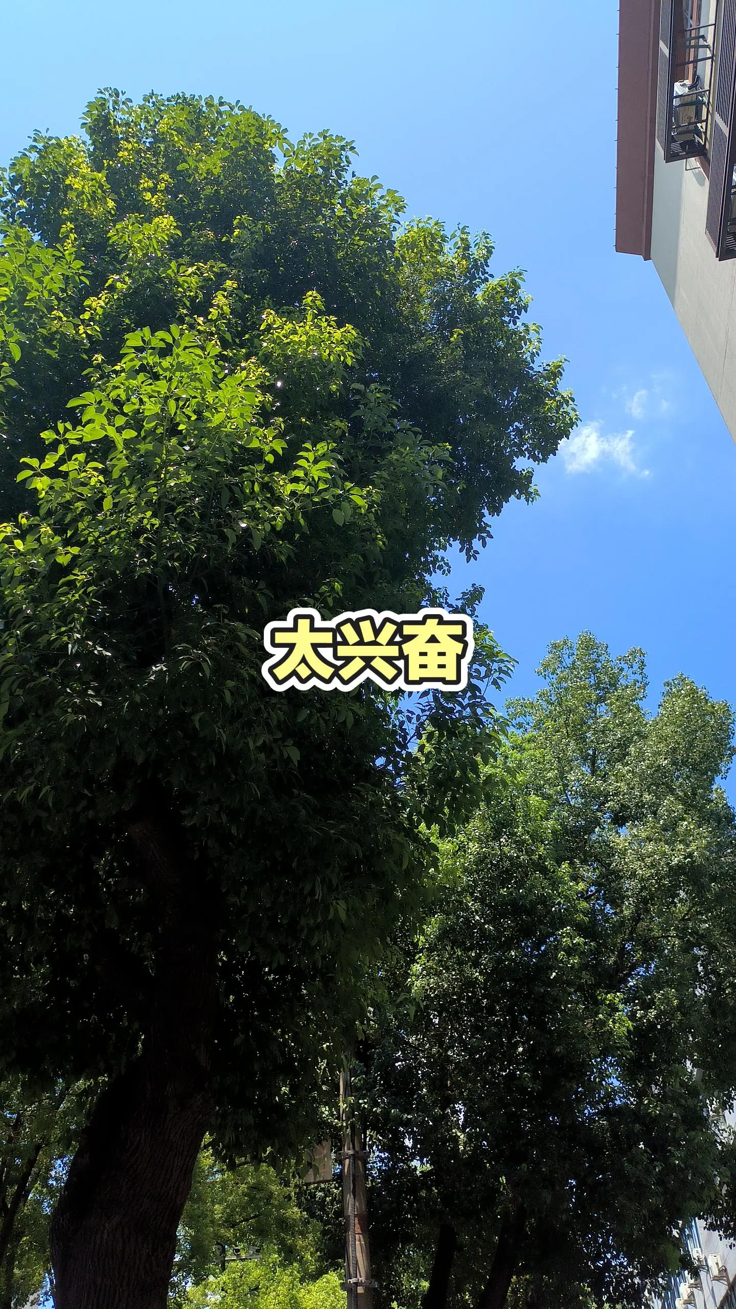 今日份的好天气