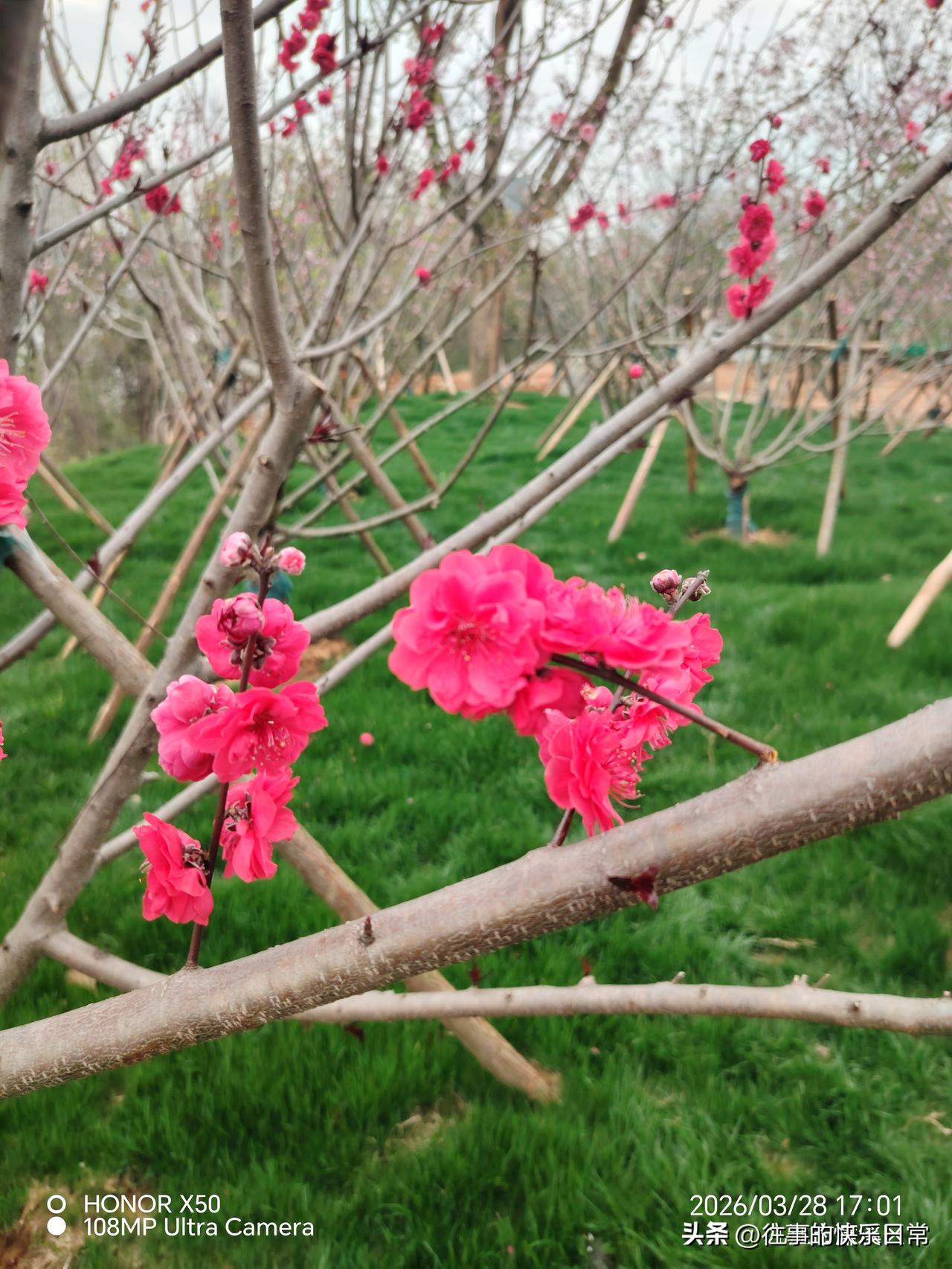 今年春天最想实现的心愿春日赏花最想实现的是每天坚持晨练打卡