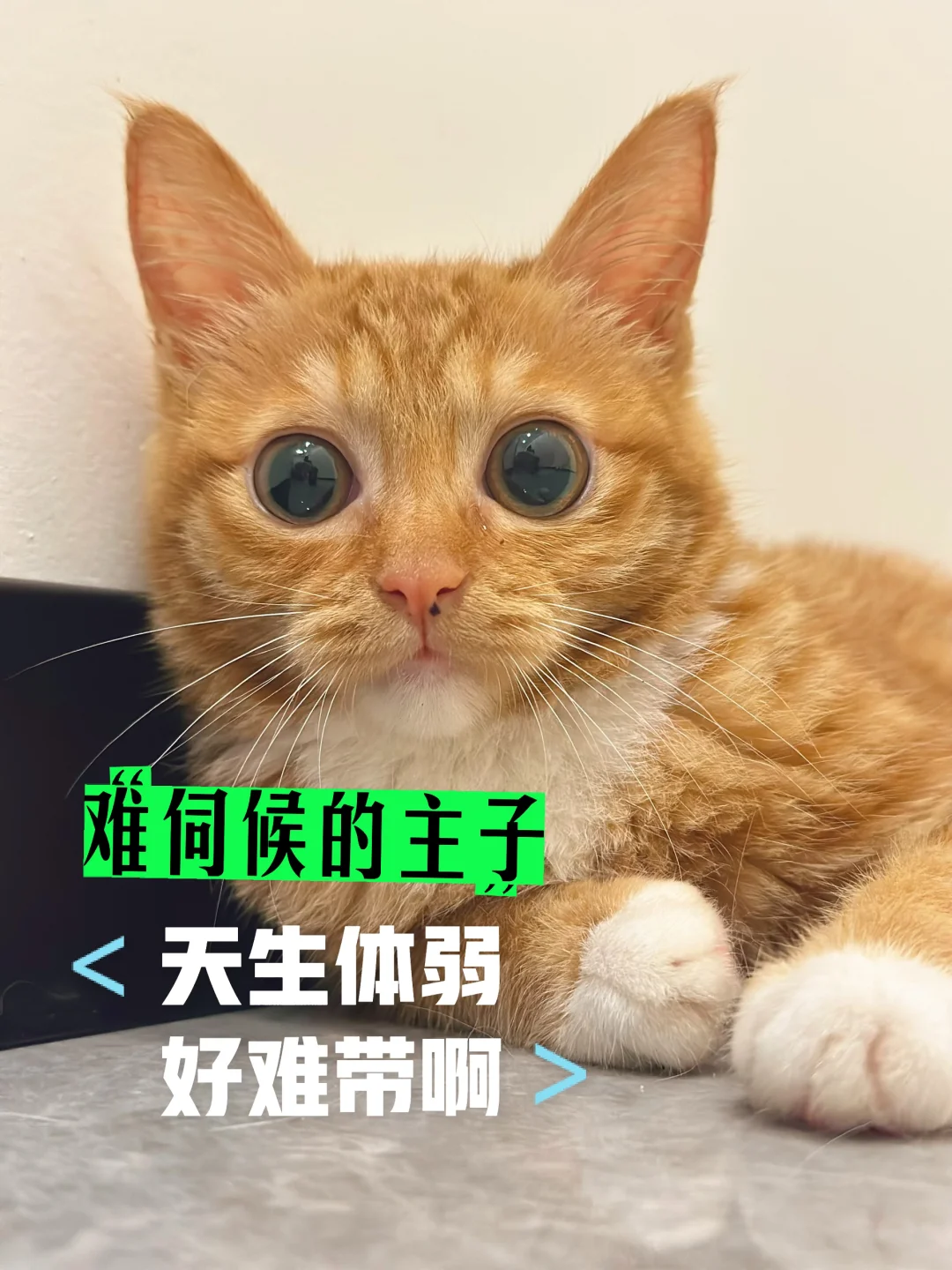 体弱的小猫长大好不容易🥹