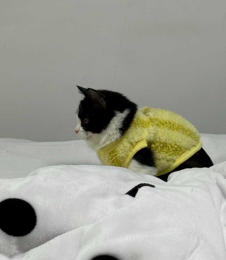 我有正关注的事情。daily奶牛猫 （投稿：） 