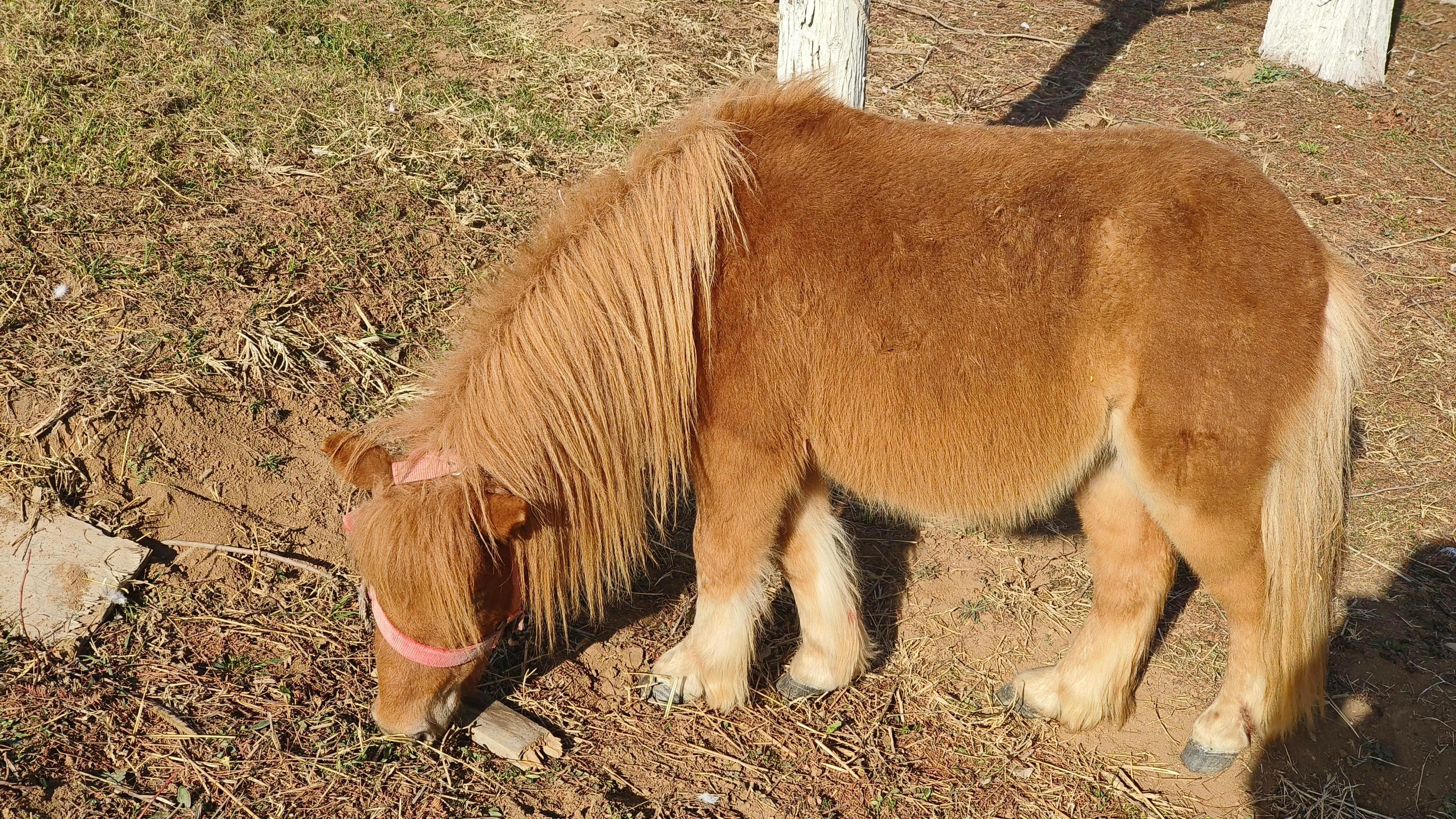 【“小区车库遛小矮马”视频引发关注 #城市养马合规吗#？】#矮脚马销量大幅上涨#