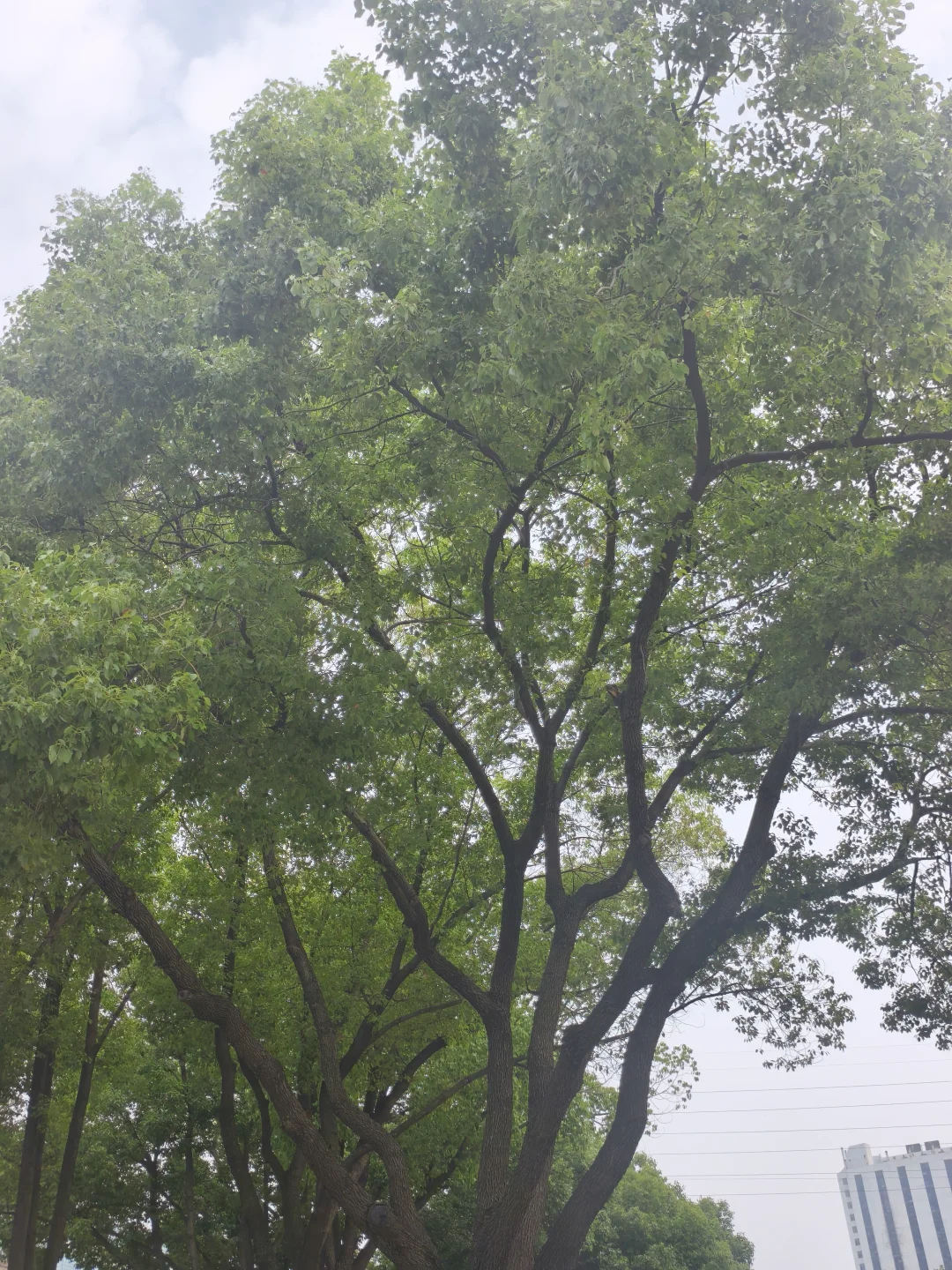 当观察一棵树🌳