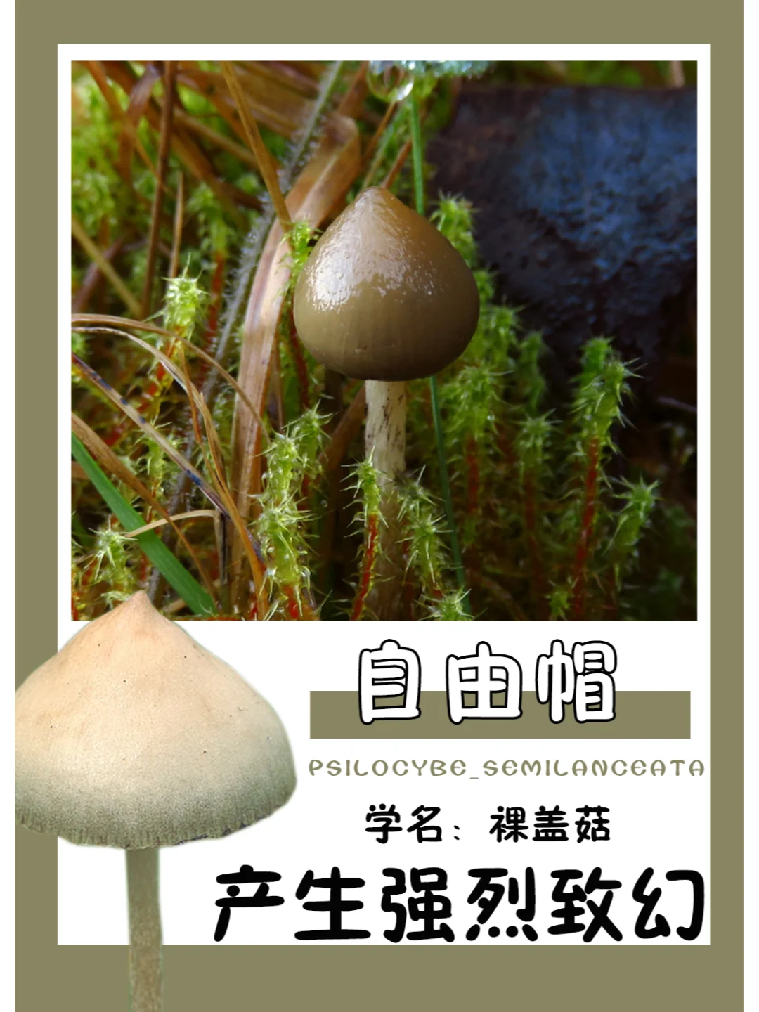 最著名的强烈致幻蘑菇