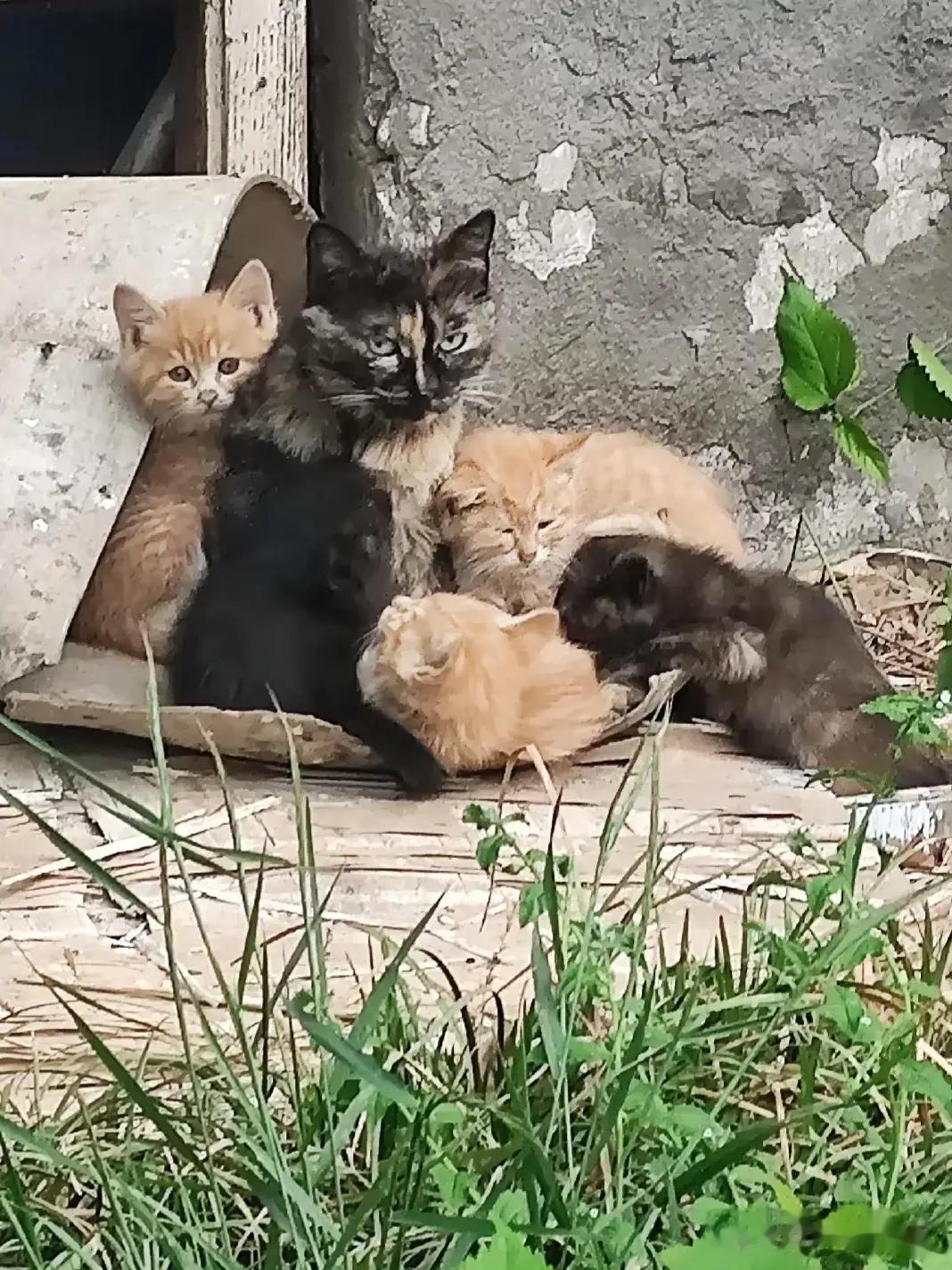 瞧这一家子，英雄母亲麻花和她的六个毛孩子正依偎在一起。之前怕影响到小奶猫和麻花，