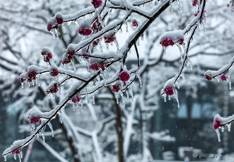 上联：风拂竹岭千枝翠，请您对下联雪压梅园万朵香