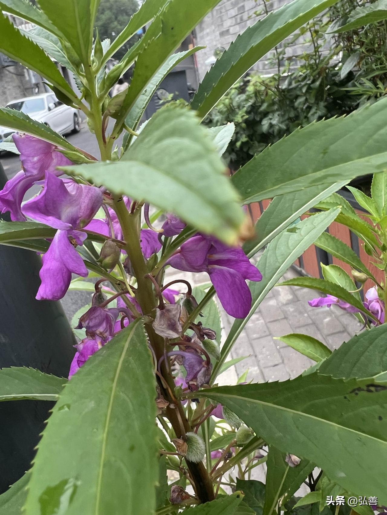 社区就是个宝藏地，邻居们种的花花草草简直绝了！我随手拍了些动图，那美简直藏不住。