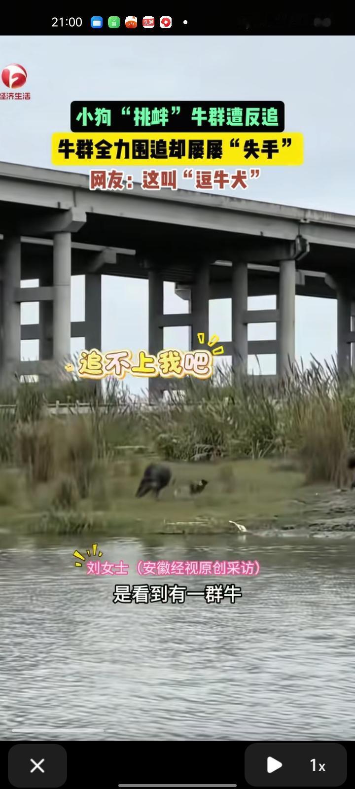 11月9日，四川绵阳。女子晒视频称，河对面有一只小狗“挑衅”牛群，遭到牛群全力围
