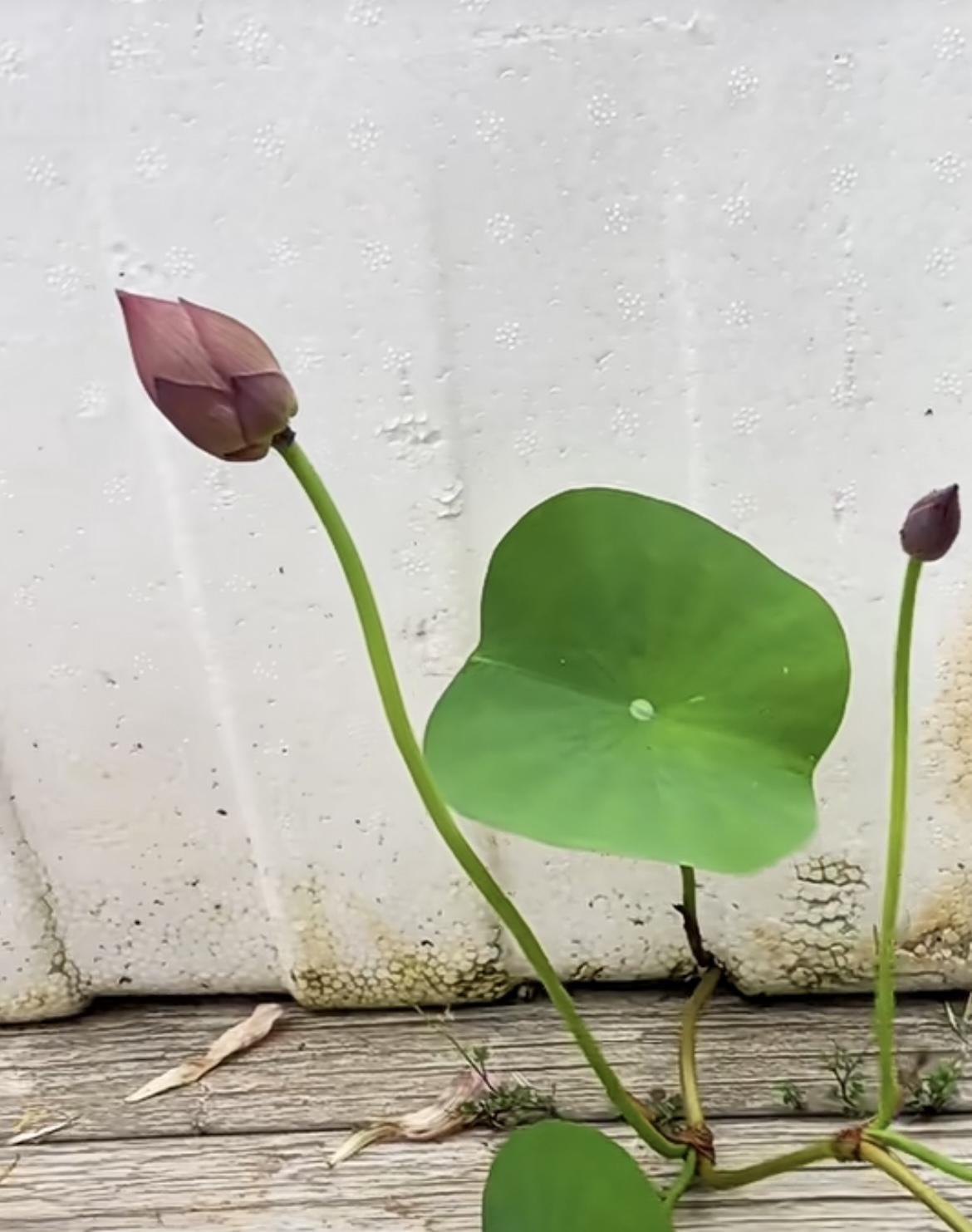 我的今日状态：😁轻松愉快
我这里的天气：🌤️多云
说养不活的，你出来看看，