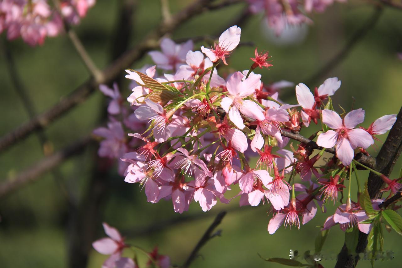 两个没想到，一是没想到安康的樱花开得这么早，二是没想到安康的樱花这么好看。