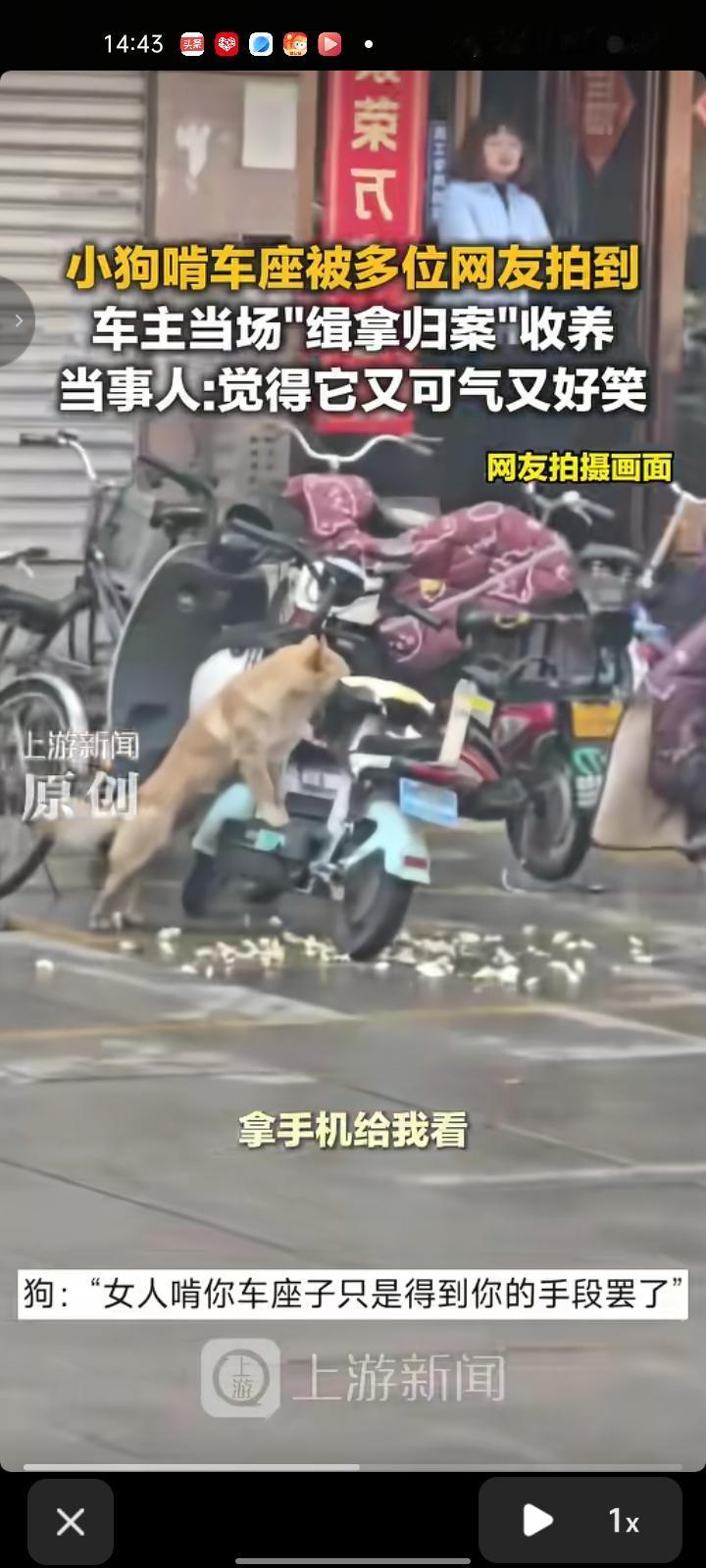 4月10日，鞍山市岫岩县。网友发视频称，一只小狗啃车座，周围到处是海绵，骑车的时