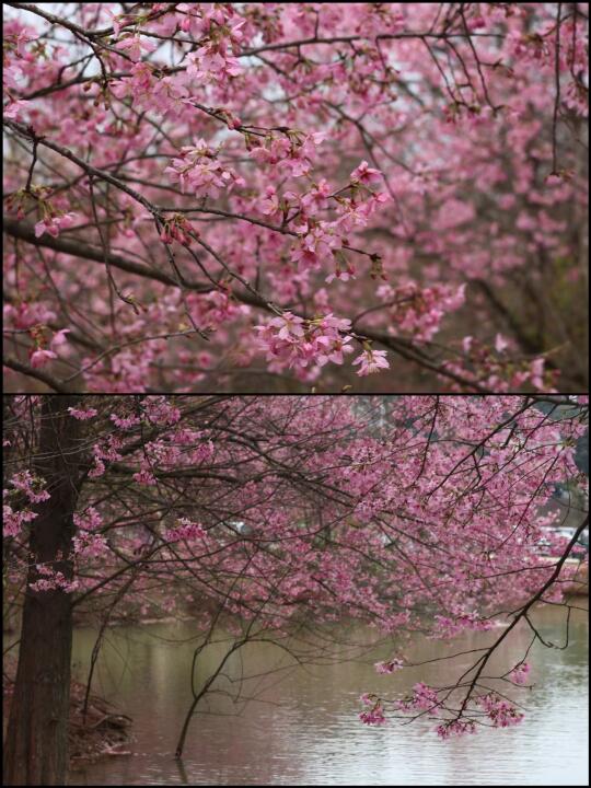 长沙免费樱花天花板开花啦！附其他樱花地