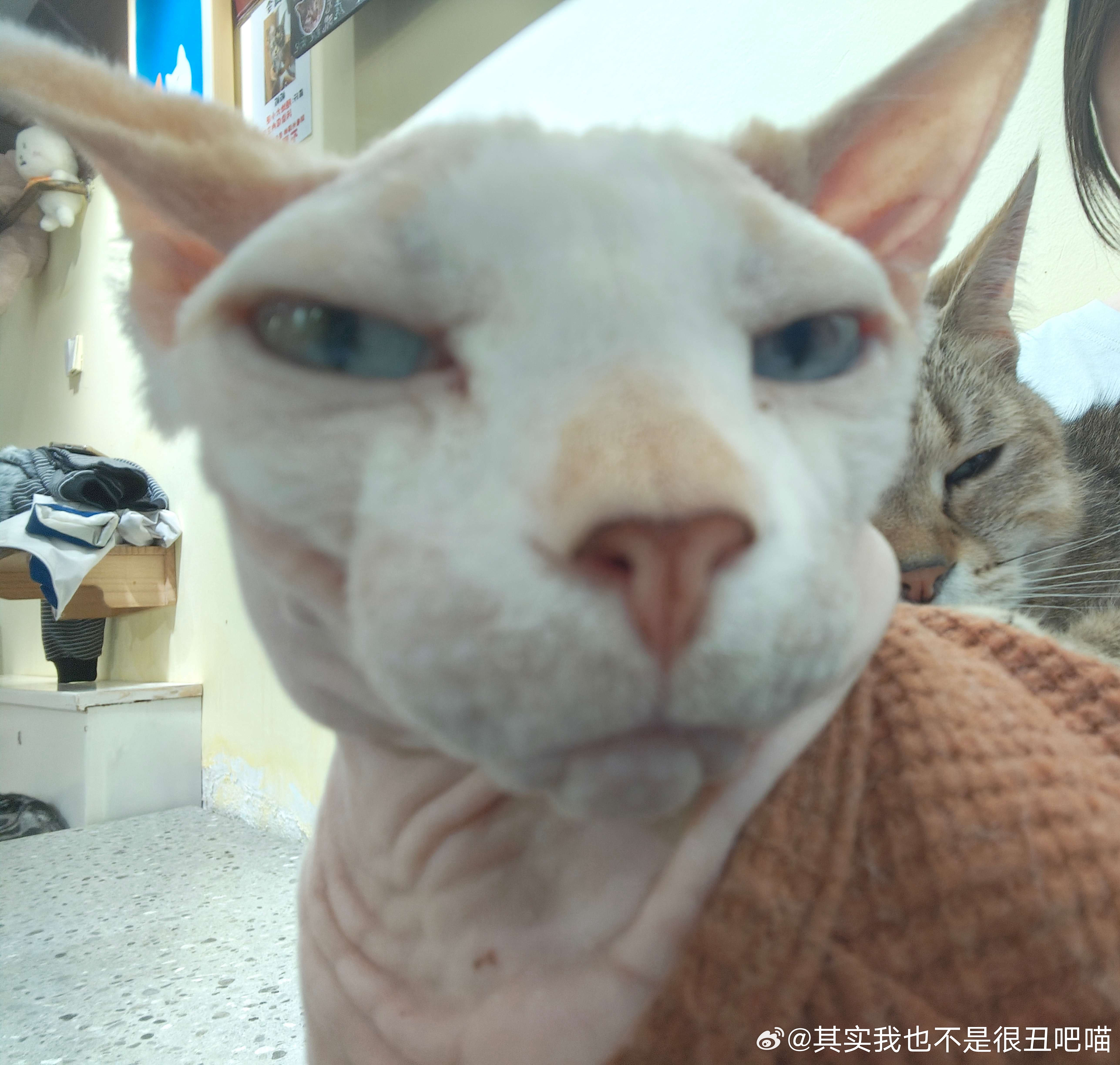 50044【丑猫】有和尚 