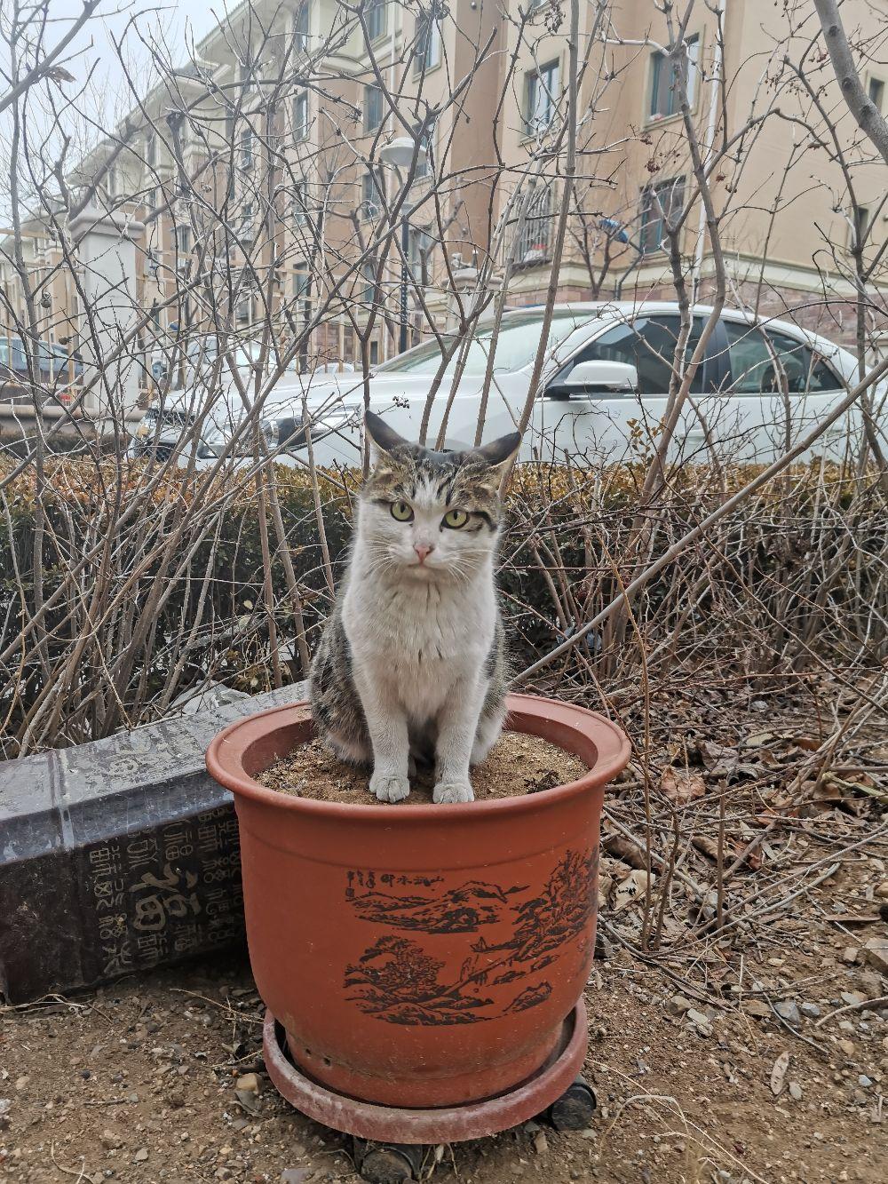 #我和流浪猫的故事 今天是豆豆去猫星的日子！虽然它活着的时候经历了饥饿、流浪和坏