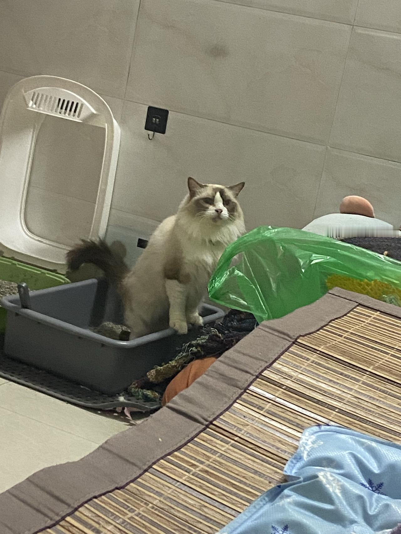 刚在猫砂盆里完成"大业"，转身出来，屁股都没擦干净，就兴奋的在屋子冲刺。从客厅弹