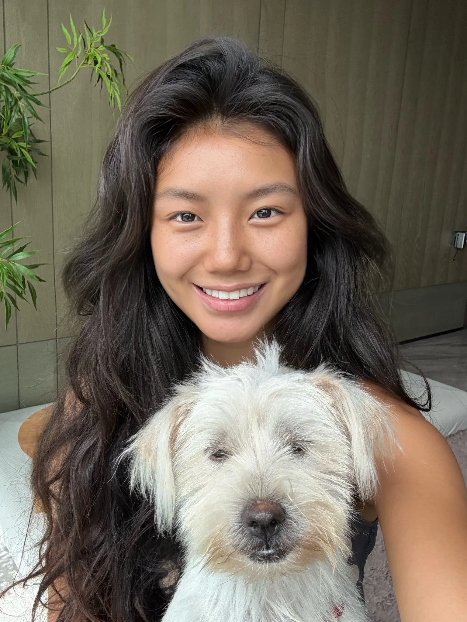 成都爵士豪狗找领养