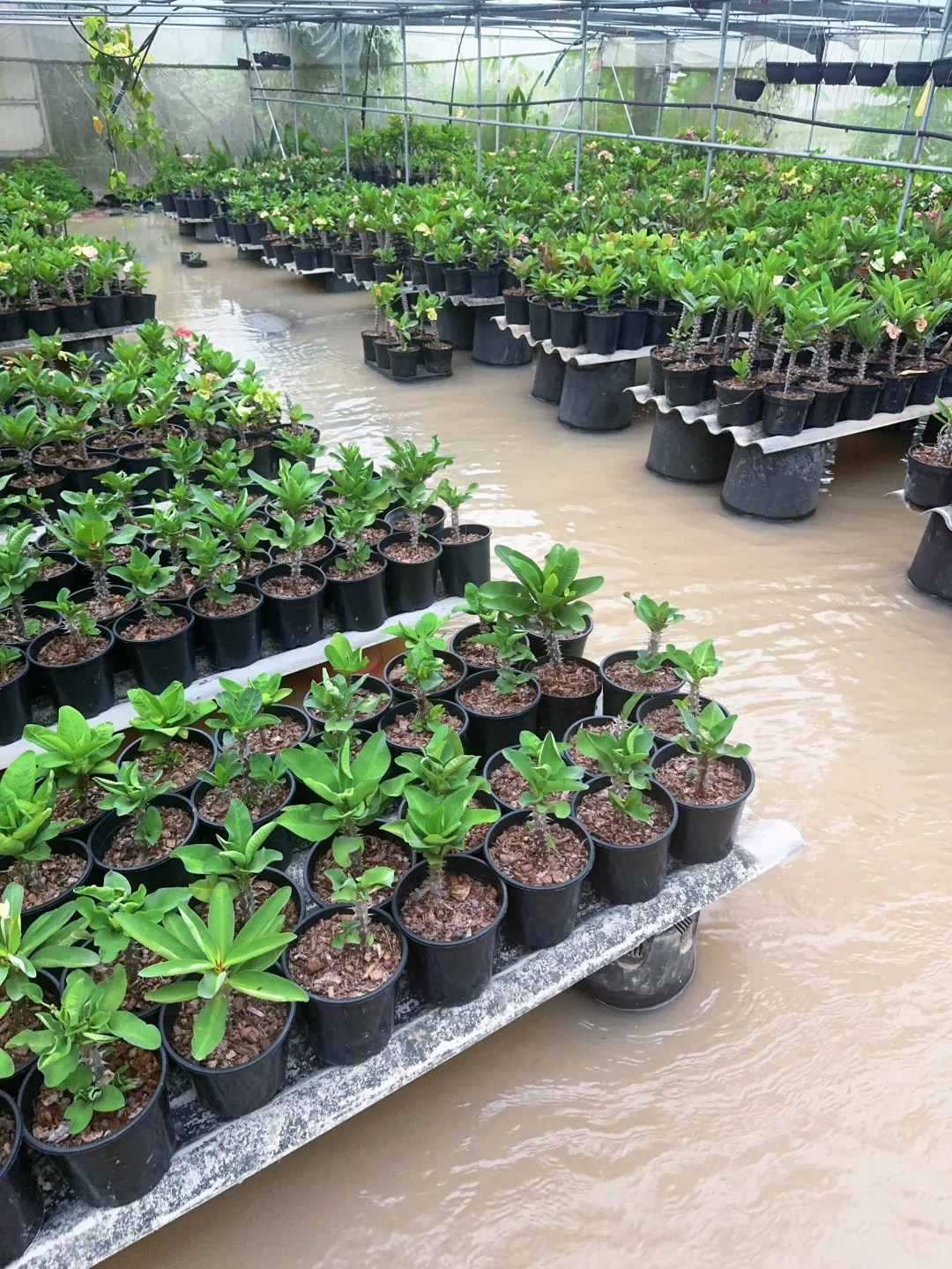 漳州的雨